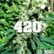 Neutralizador de olor malos olores cannabis tabaco baños gatos perros mascotas Zerum 420 día mundial marihuana